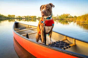 pit bull dog in a life jacket in a red canoe on a calm lake in colorado in fall scenery, recreation with your pet concept