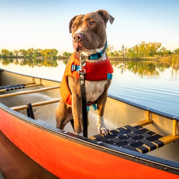 canoe paddling with pit bull dog pit bull dog in a life jacket in a red canoe on a calm lake in colorado in fall scenery, recreation with your pet concept