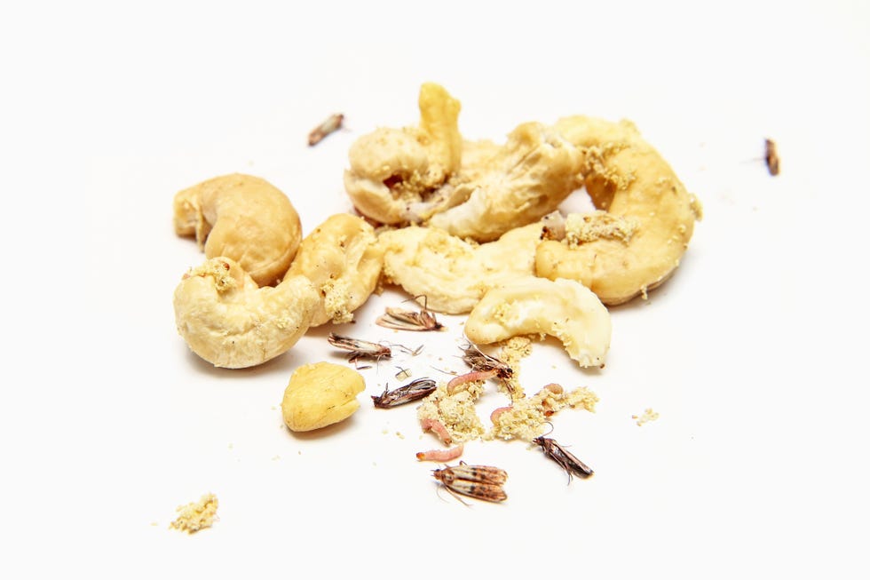 pantry moths