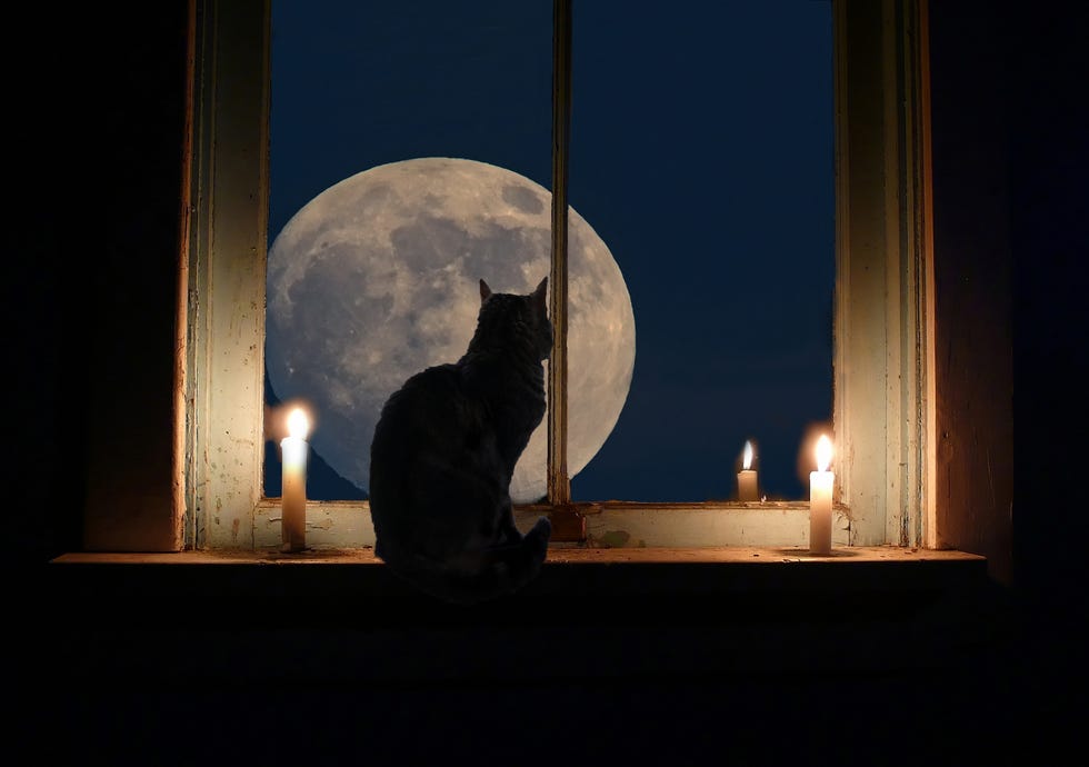 Cat in a window looking at the moon a cat is sitting in the window of a dark room, lit by two candles it is looking at the full moon in the night sky