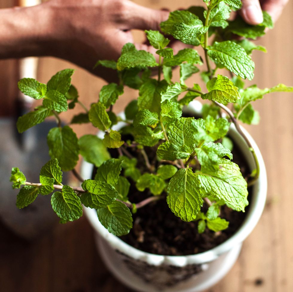 a close up view of a young person picking up mint leaves for garnish