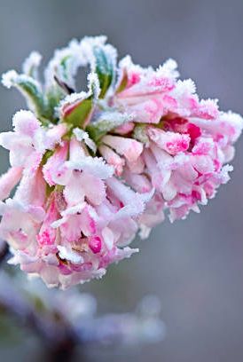 pictures of winter flowers