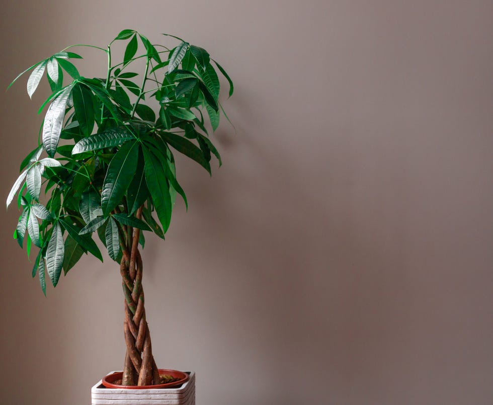 money tree