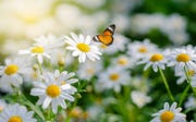 the yellow orange butterfly is on the white pink flowers in the green grass fields
