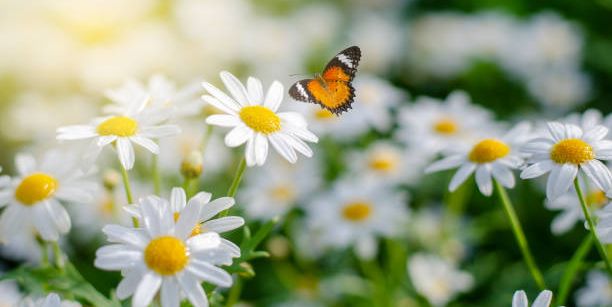 20 Best White Flowers for Your Garden