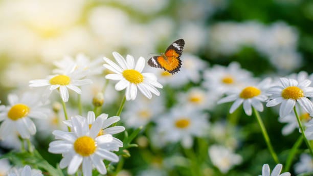 20 Best White Flowers for Your Garden - White Flowering Shrubs