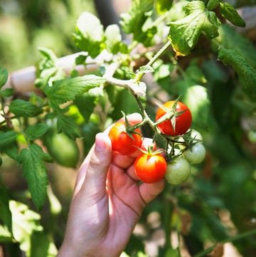 Human hand picking tomato
