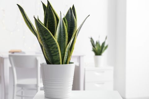 sansevieria plant in white pot on table
