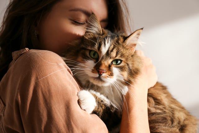 portrait of young woman holding cute siberian cat with green eyes female hugging her cute long hair kitty background, copy space, close up adorable domestic pet concept