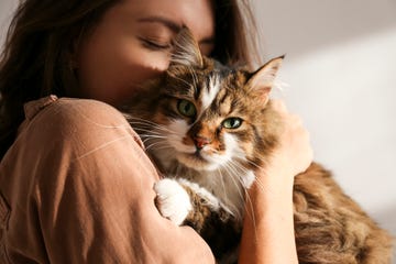 portrait of young woman holding cute siberian cat with green eyes female hugging her cute long hair kitty background, copy space, close up adorable domestic pet concept