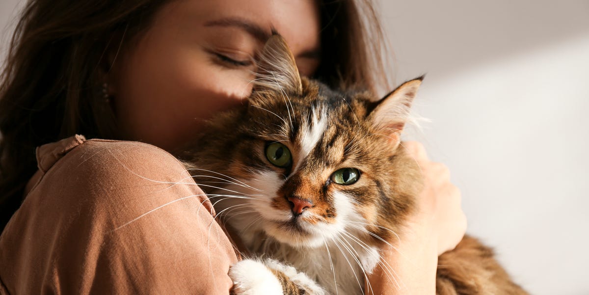 Portrait of beautiful and fluffy tri colored tabby cat at home, natural light. portrait of young woman holding cute siberian cat with green eyes female hugging her cute long hair kitty background, copy space, close up adorable domestic pet concept