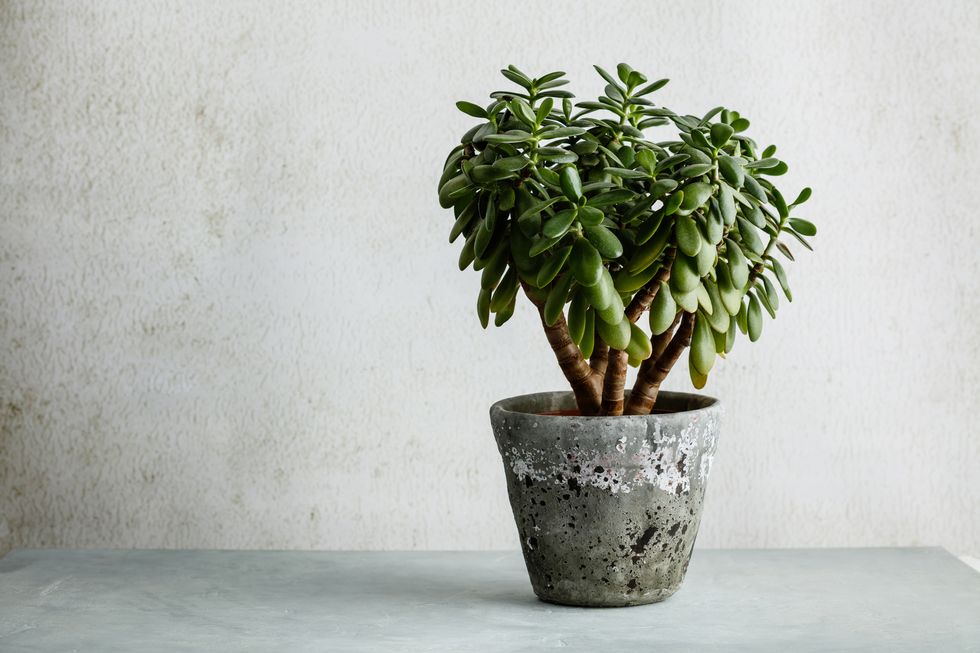 houseplant crassula ovata jade plant money tree opposite the white wall urban living and styling with indoor plants