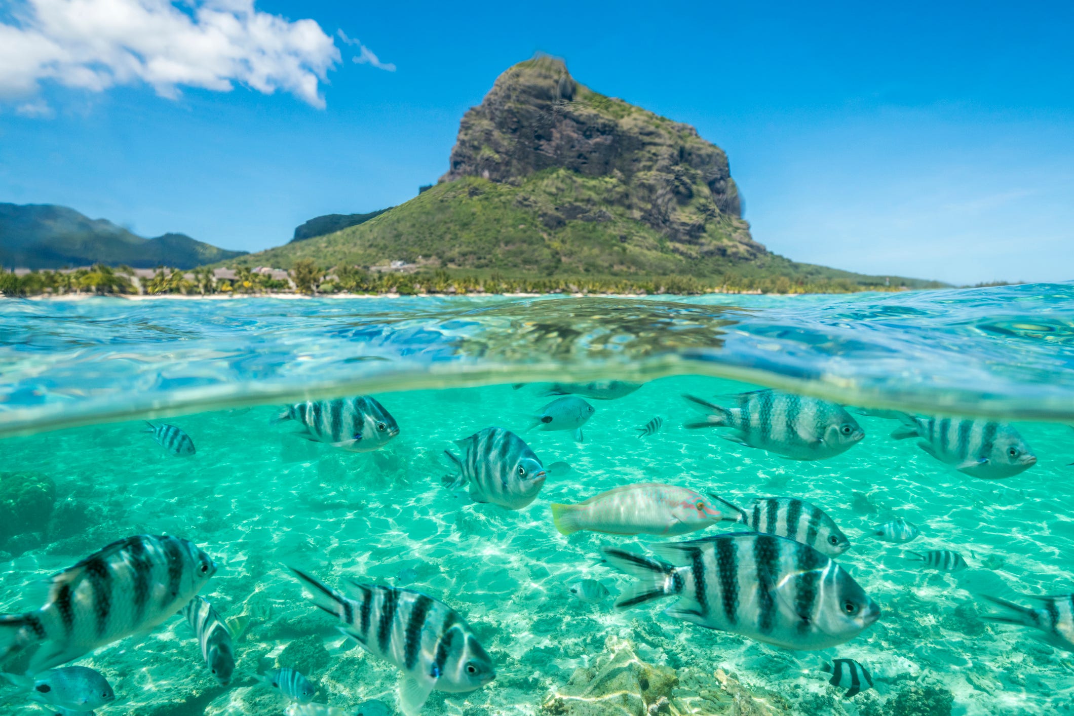 striped tropical fish swimming under waves along coral reef, le morne brabant, black river district, indian ocean, mauritius