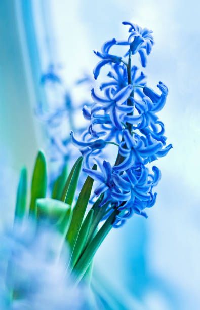 blue  hyacinth spring flowers near window