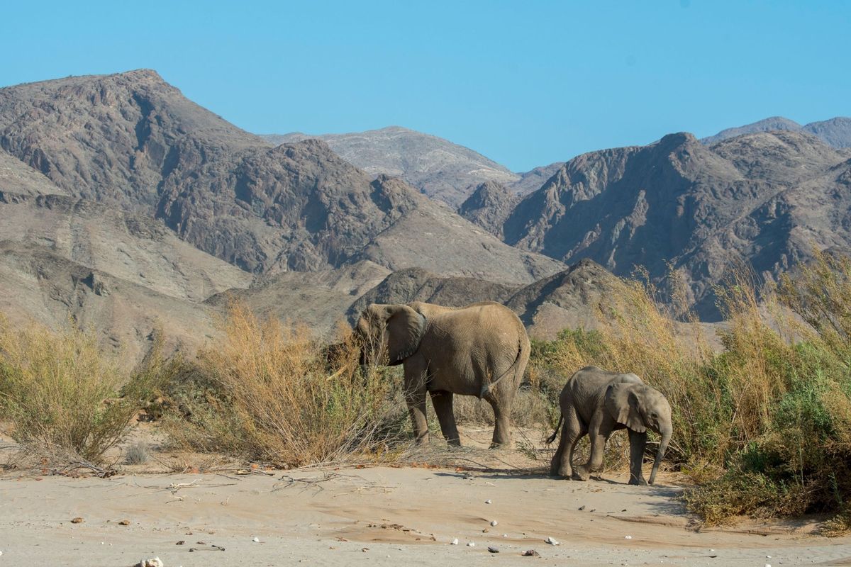 Namibi heeft 42 wilde olifanten verkocht aan internationale bieders Waar ze heen gaan is echter niet bekendgemaakt Tot nu toe is ongeveer de helft gevangengenomen en sindsdien zijn er twee kalveren in gevangenschap geboren Deze moeder en haar baby werden drie jaar geleden in Namibi gefotografeerd