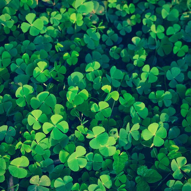 100 St. Patrick's Day Quotes to Channel the Luck of the Irish - Parade