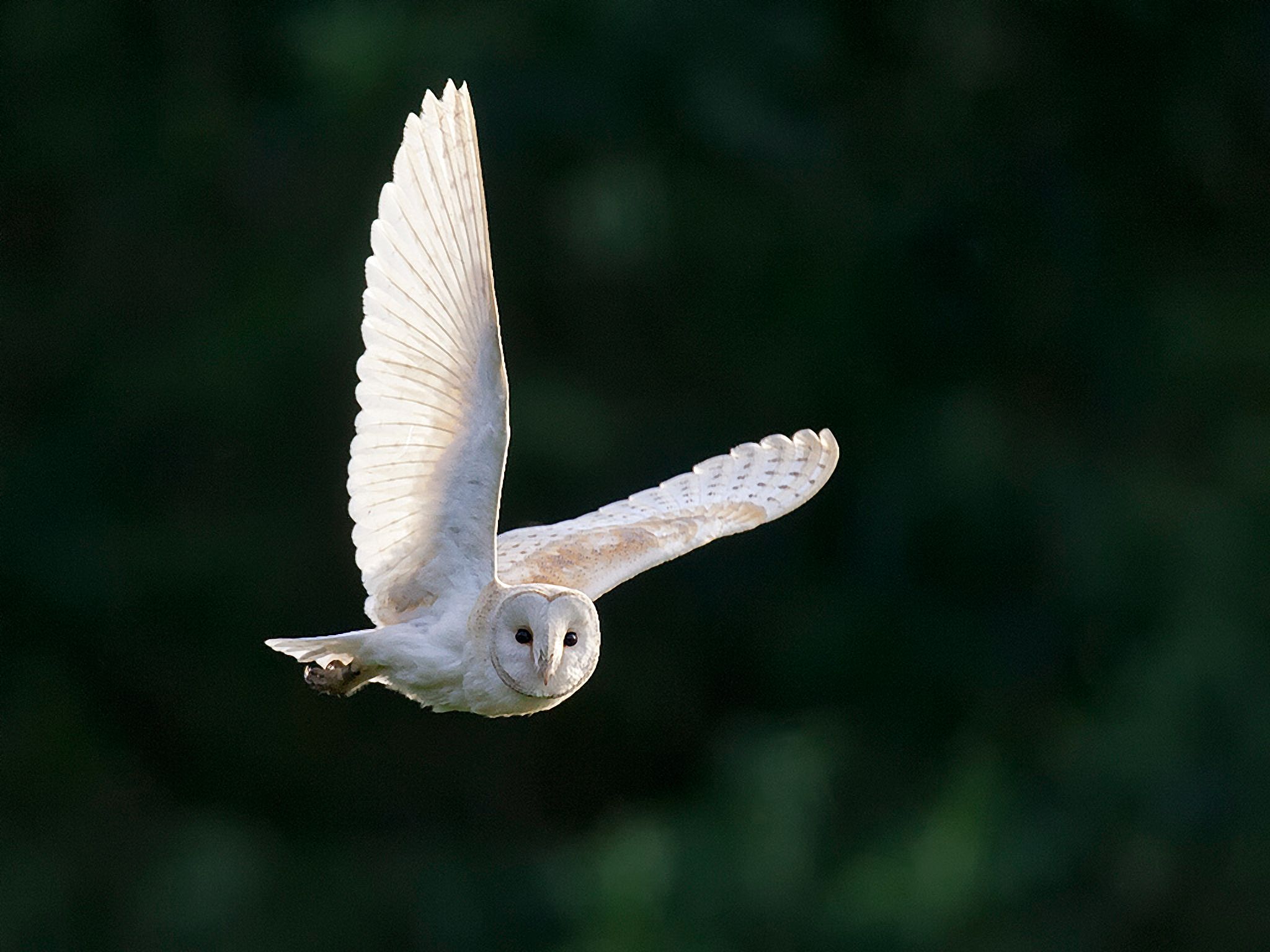 barn owl returning to its nest photographed at sunset in east yorkshire