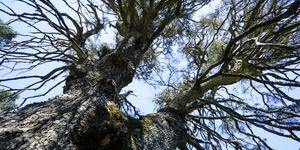 el increíble bosque de castaños en málaga que parece un escenario de 'el señor de los anillos' obligatorio ir en otoño