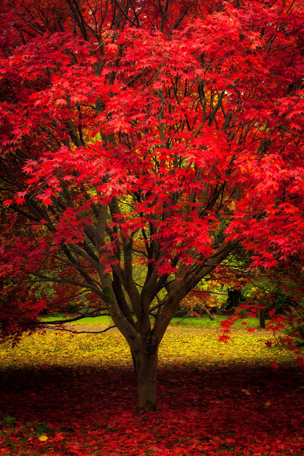 red and yellow, japanese red maple, herefordshire, england