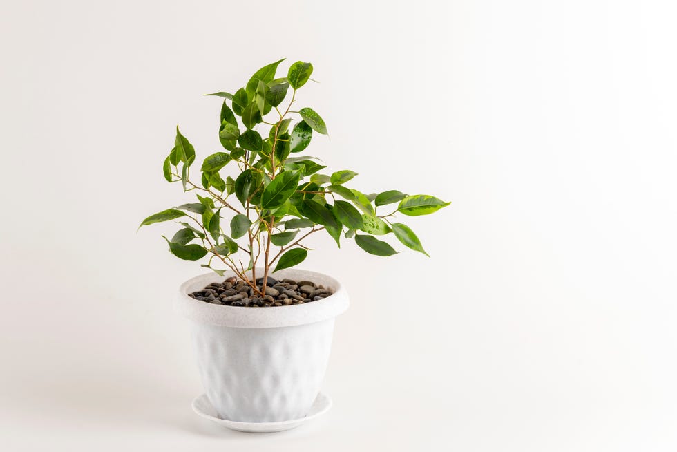 ficus benjamina in a pot on a white background