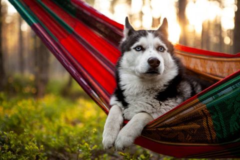 lazy siberian husky dog lying in a hammock