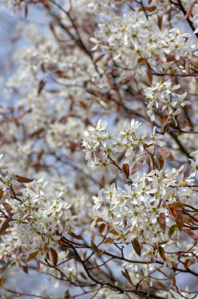 11 Beautiful White Flowering Trees Best White Flower Trees, 59% OFF