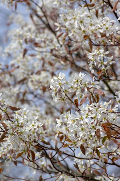 amelanchier lamarckii deciduous flowering shrub, group of white flowers and leaves on branches in bloom, snowy mespilus plant cultivar