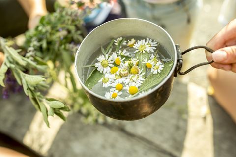 fresh chamomile in pot with water for an infusion