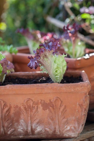 lettuce seedlings or transplants in antique clay flower pots