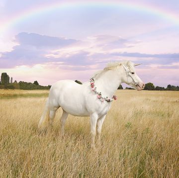 white unicorn standing in a field