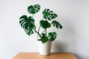 monstera monstera