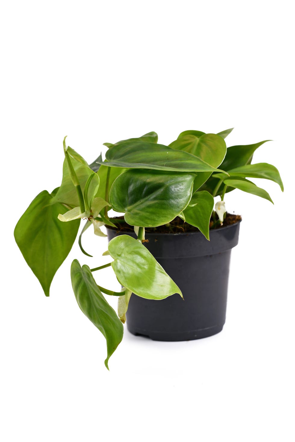 heartleaf philodendron