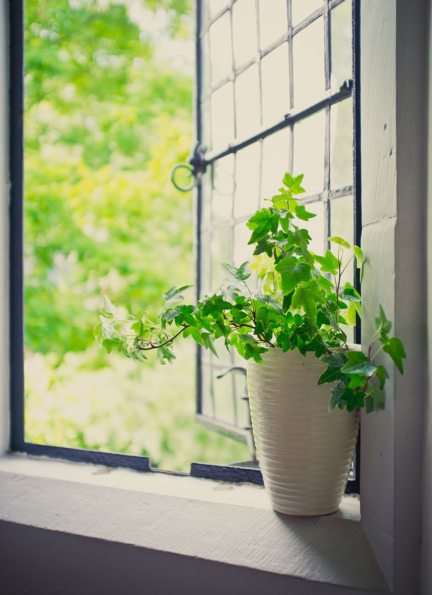 potted green ivy plant sat in an open window overlooking trees in summertimeyork, north yorkshire, uk