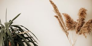 pampas grass and indoor decor concept