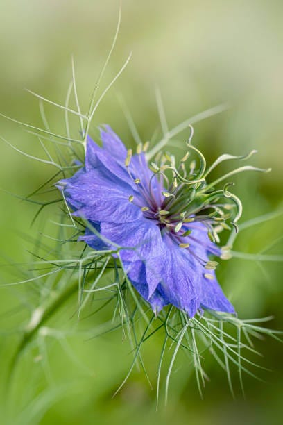 other common names love in a mist birds nest blue crown blue spiderflower chase the devil, devil in a bush, devil in the bush, garden fennel, jack in prison, jack in the green ,katherines flower, kiss me twice before i rise, lady in the bower, love in a puzzle, love in a tangle, st catherines flower