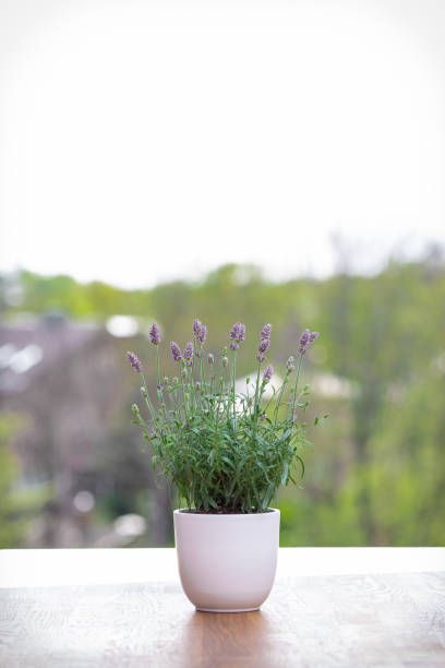 a healthy lavender on a plant pot with its upright flower spikes, green foliage and shrub like form would make a good accent for any rooms at home lavender is commonly used for its aromatic and medicinal properties