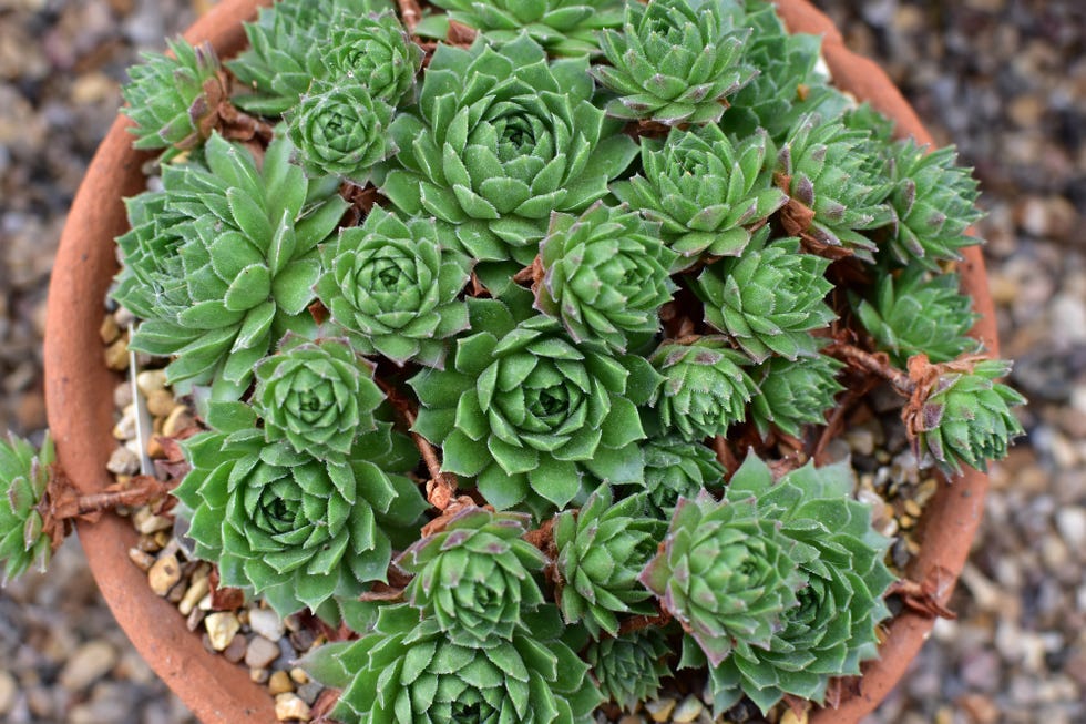 Interested in succulents? Here's how to care for these plants!