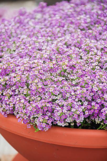 alyssum flowers alyssum in sweet colors alyssum in a red brown pot on wood table, in a dense grounding in a greenhouse