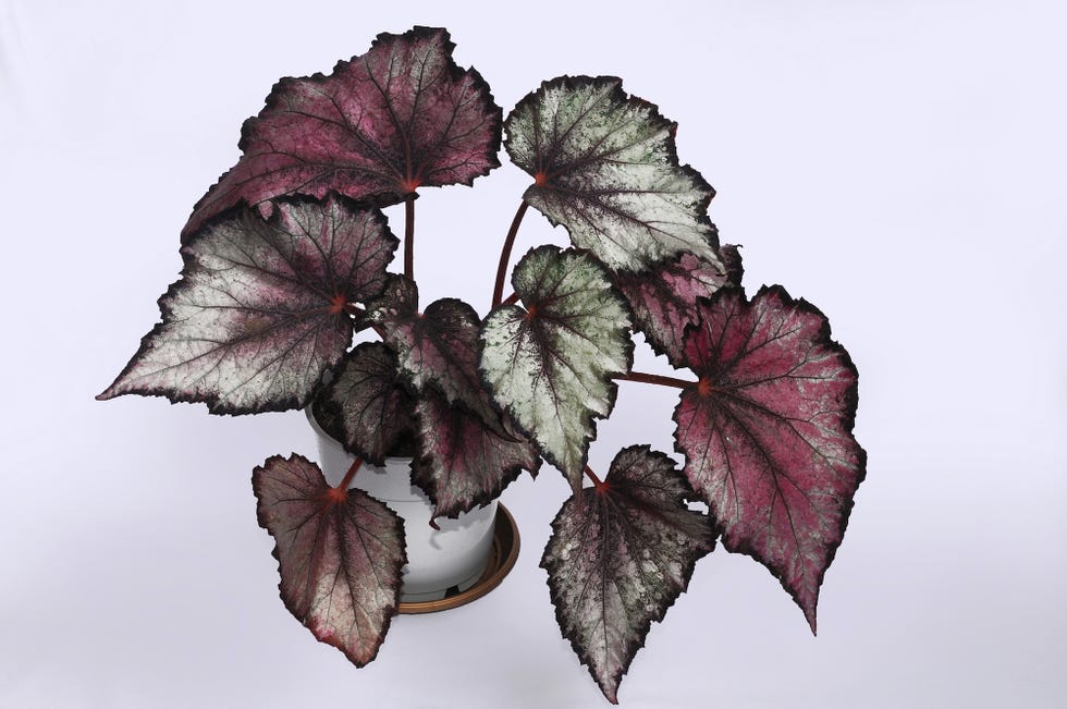 begonia