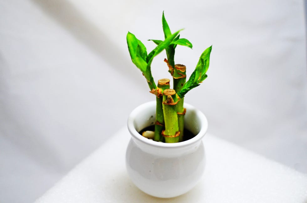 close up view of lucky bamboo plant trip in a decorative white pot
