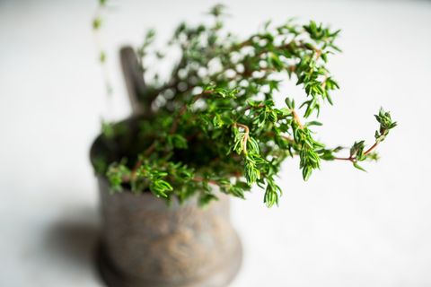 fresh green thyme branches in old rustic cup selective focus shallow depth of field