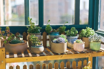 plantas suculentas