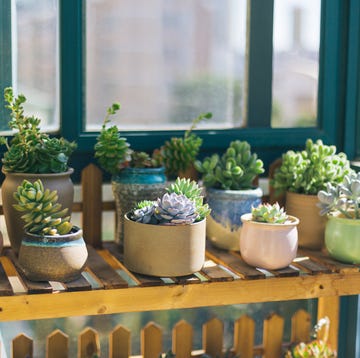 Plantas suculentas plantas suculentas