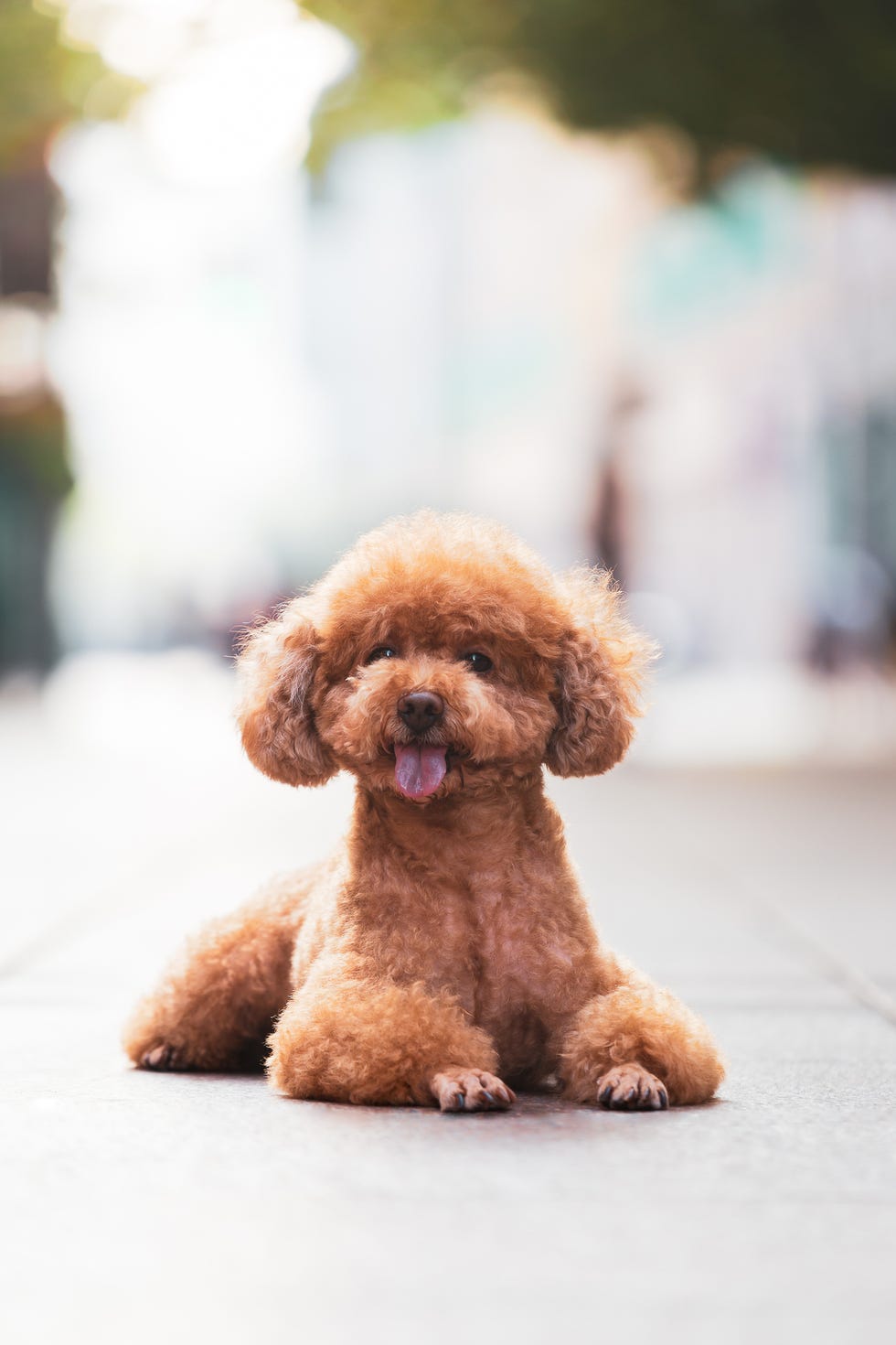 caniche tumbado de color marrón