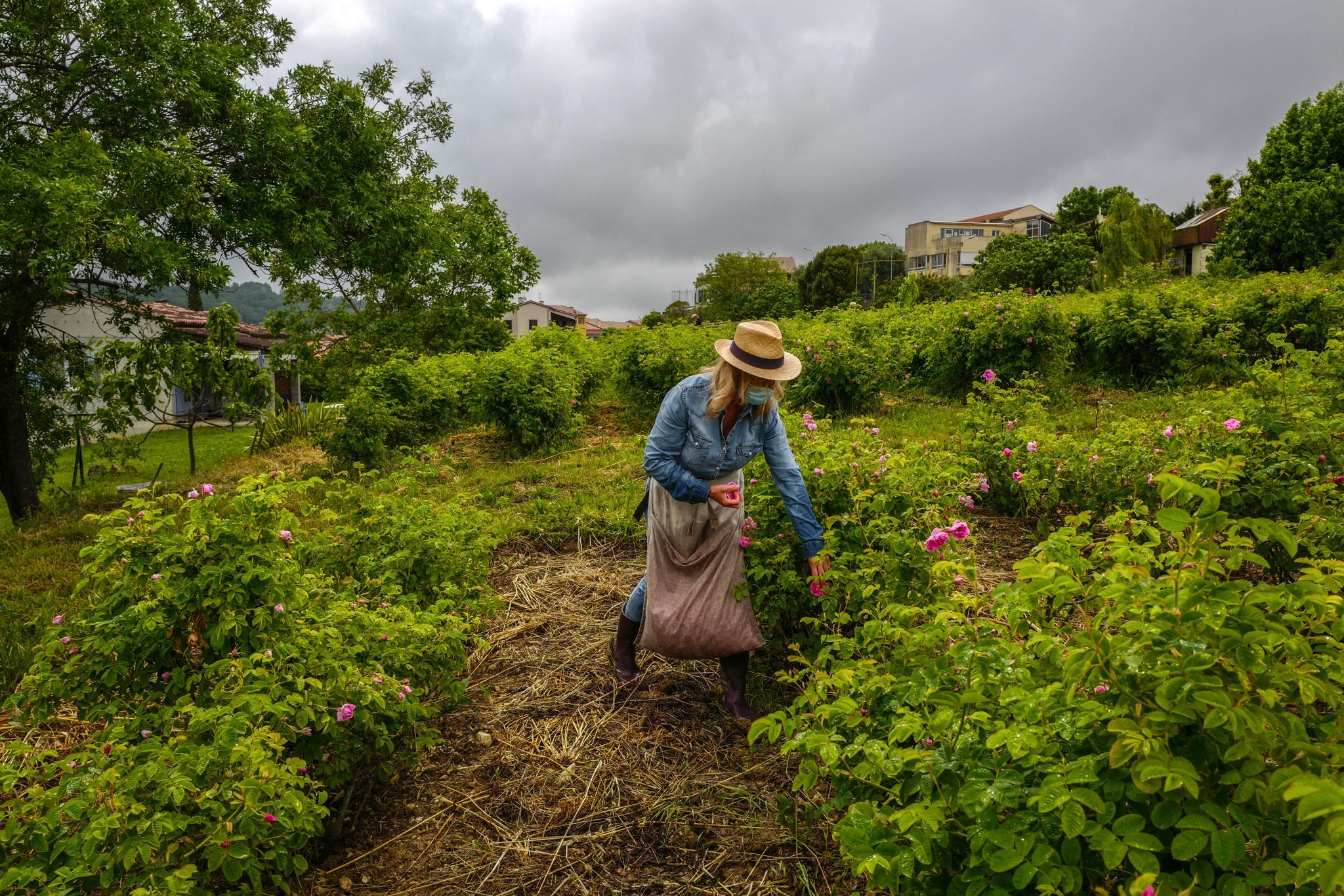 a worker looks at bushes during the picking of centifolia roses for perfumery christian dior, at domaine de manon in grasse, southern france, on may 14, 2020   may roses are blooming in grasse, the birthplace of french perfumes, but out in the fields, some of those who pick them face a problem this year working with a mask and not smelling, the flowers, is pretty frustrating, horticulturist carole biancalana acknowledges photo by valery hache  afp photo by valery hache afp via getty images