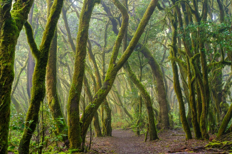 parque nacional de garajonay