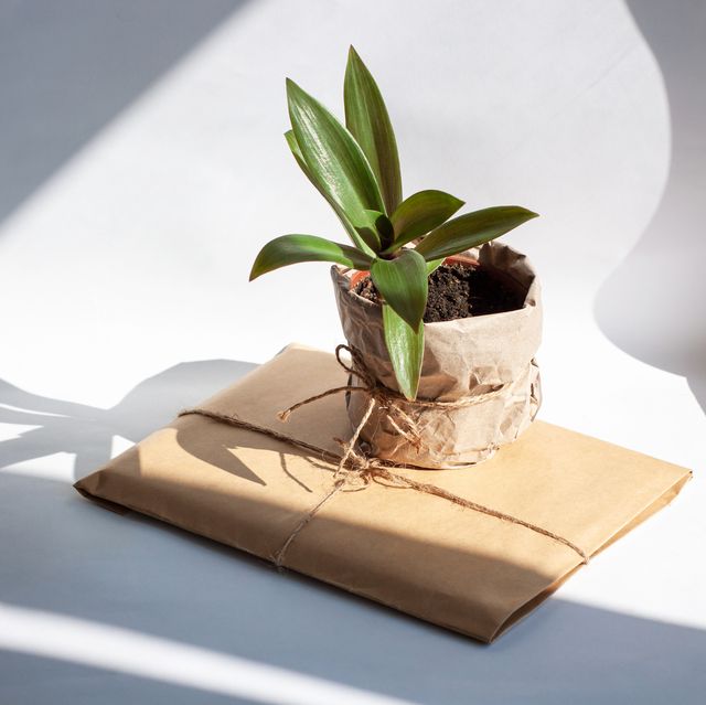 urban jungle gardening concept houseplant tradescantia pot wrapped in kraft paper with package arrangement at window in living room, natural sunlight shadows interior design, styling green plants