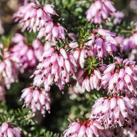 pink erica carnea flowers winter heath in the garden in early spring floral background, botanical concept