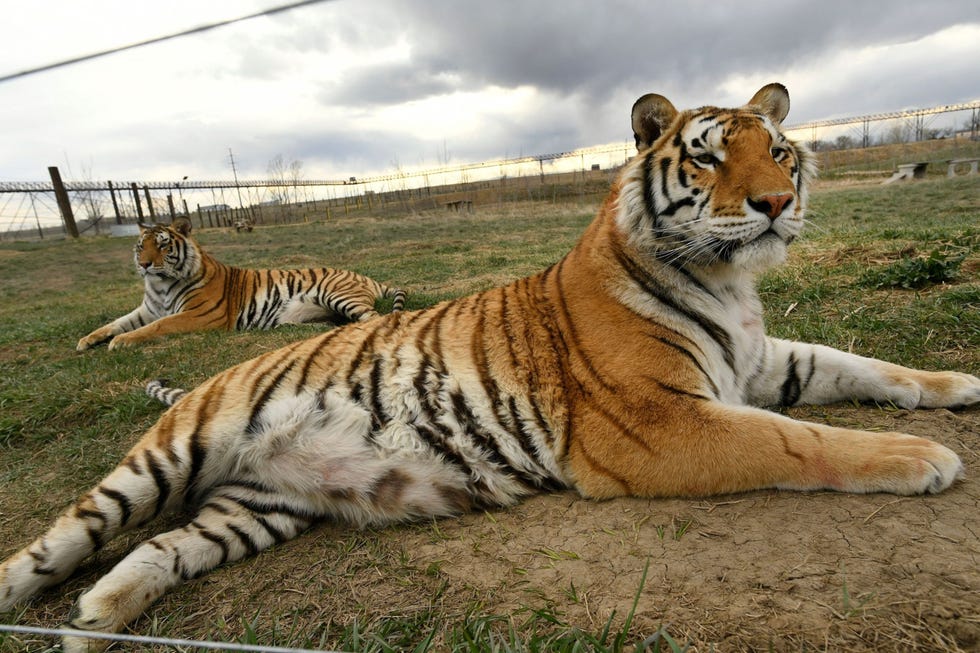 Deze twee tijgers die broers van elkaar zijn werden gered uit de GW Zoo van Jeff Lowe Op deze foto uit april 2020 liggen ze in hun verblijf in het Wild Animal Sanctuary Hier zullen ze de rest van hun leven doorbrengen en krijgen ze genoeg en de juiste voeding en verzorging