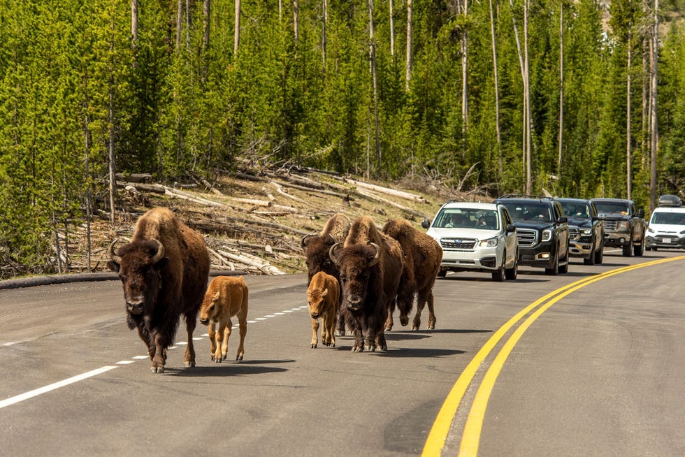 YELLOWSTONE NATIONAL PARK WY  JUNE 01 A group of cow bison and their newly born calves walk on the road as Montana gates to Yellowstone National Park opened for day trips on June 1 2020 in Yellowstone National Park Wyoming The parks Montana entrances opened as the state enters phase 2 of lifting lockdown measures imposed due to the COVID19 pandemic Photo by William CampbellGetty Images